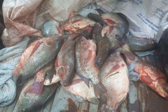 Trio é detido com peixes mortos pescados na Lagoa da Pampulha, em BH
