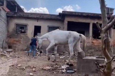 Moradora e animais vivem em condições insalubres -  (crédito: Reprodução)