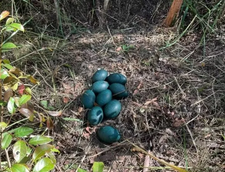 Pesquisadores australianos encontraram recentemente um ninho com nove ovos azul-turquesa de emu costeiro em uma floresta estadual no estado de Nova Gales do Sul, no sudoeste do país. A espécie é considerada ameaçada de extinção, o que torna a descoberta um ótimo sinal para os biólogos que tentam preservar esses animais.
 -  (crédito: Divulgação/NSW Government)