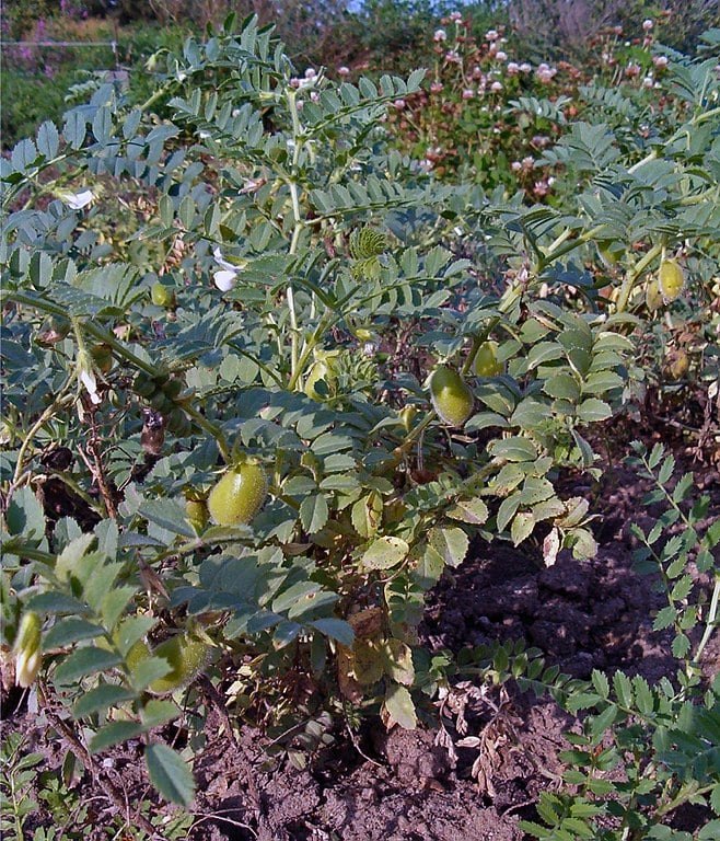 Fortalece o sistema imunológico: contém zinco e vitamina E, nutrientes essenciais para o funcionamento do sistema imunológico. Esses antioxidantes protegem as células contra danos oxidativos, auxiliando em cicatrizações e infecções.