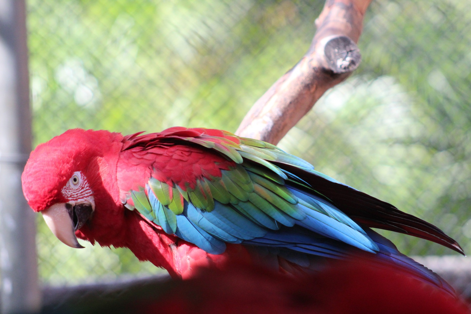 Arara-vermelha: O animal chegou ao Zoo em 1997 e agora conta com pelo menos 28 anos. Em geral, são animais monogâmicos, sendo encontrados vivendo em pares, voando juntos quase encostando as asas. Se comunicam de forma complexa por meio de vocalizações barulhentas