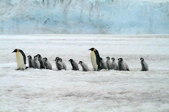 Espécies como pinguins e krill — base da cadeia alimentar marinha — estão perdendo habitat, com impactos em ecossistemas globais.