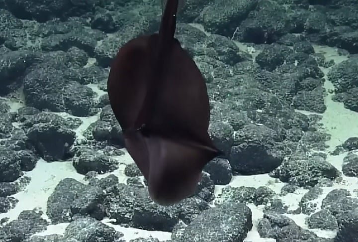 Enguia-gulper (Eurypharynx pelecanoides): Possui uma boca enorme e elástica, que lembra a de um pelicano. Pode engolir presas muito grandes e armazená-las para digestão lenta.