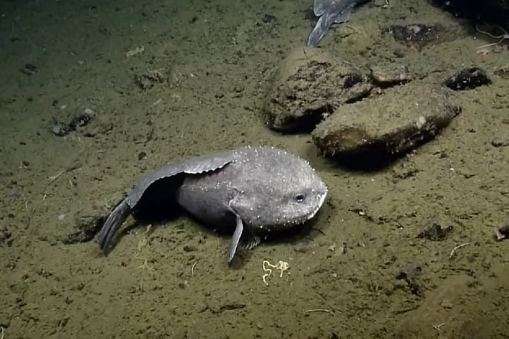 Peixe-bolha (Psychrolutes marcidus): Conhecido por sua aparência gelatinosa e "derretida", adaptada à alta pressão das profundezas. Vive em profundidades de até 1.200 metros no Oceano Pacífico.