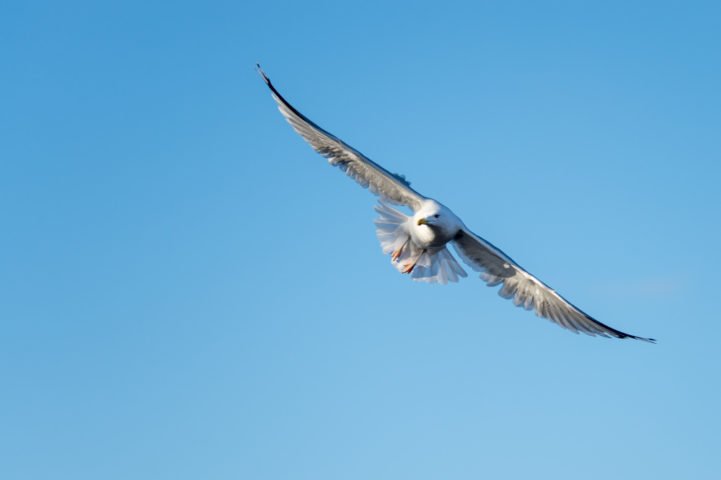 As gaivotas também são excelentes voadoras, capazes de planar por longos períodos sobre o vento.