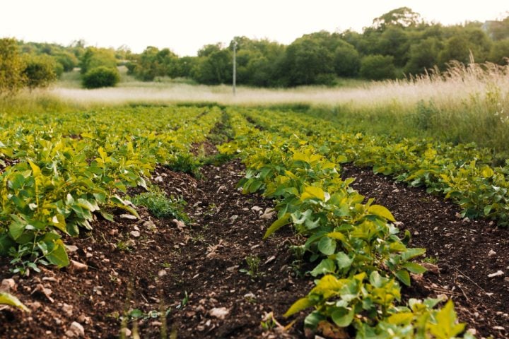 Segundo a empresa, graças à ajuda inusitada de milhares de suecos e turistas, a quantidade de vegetais tem crescido nas plantações.