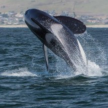 Estudo revela tática das orcas para caçar o maior peixe do mundo -  Mike Baird - Wikimédia Commons