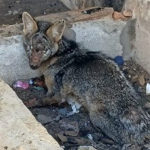 Raposa ferida é resgatada por equipe da Guarda Municipal em Belo Horizonte - Guarda Civil Municipal de Belo Horizonte GCMBH / Divulgação