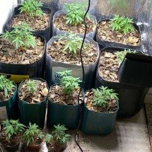 Grande BH: homem é preso com plantação de maconha em casa - PMMG/Divulgação