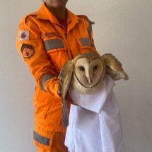 Bombeiros resgatam coruja com asa quebrada em residência no interior de MG - Divulga&ccedil;&atilde;o / CBMMG