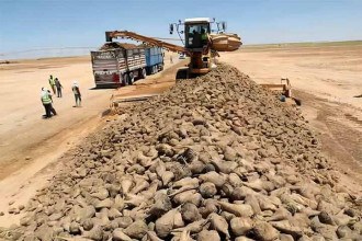 Chineses conseguem fazer agricultura em pleno deserto do Egito