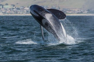 Estudo revela tática das orcas para caçar o maior peixe do mundo