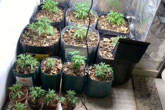 Grande BH: homem é preso com plantação de maconha em casa