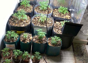 A droga foi encontrada em uma estufa caseira, na casa do autor -  (crédito: PMMG/Divulgação)