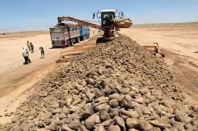 Um projeto com participação de uma empresa chinesa fez de uma área desértica do Egito um espaço de terras agrícolas. 
 -  (crédito:  Divulgação Xinhua)