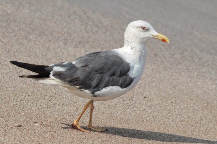 As gaivotas variam em tamanho, dependendo da espÃ©cie, mas geralmente possuem corpos robustos, asas longas e estreitas, e bicos fortes e ligeiramente curvados. 