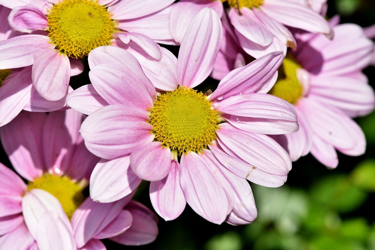 Além das rosas, elas têm uma grande variedade de cores, desde o branco puro até o roxo escuro, e são muito versáteis, podendo ser usadas em diferentes tipos de arranjos florais ou como plantas ornamentais.