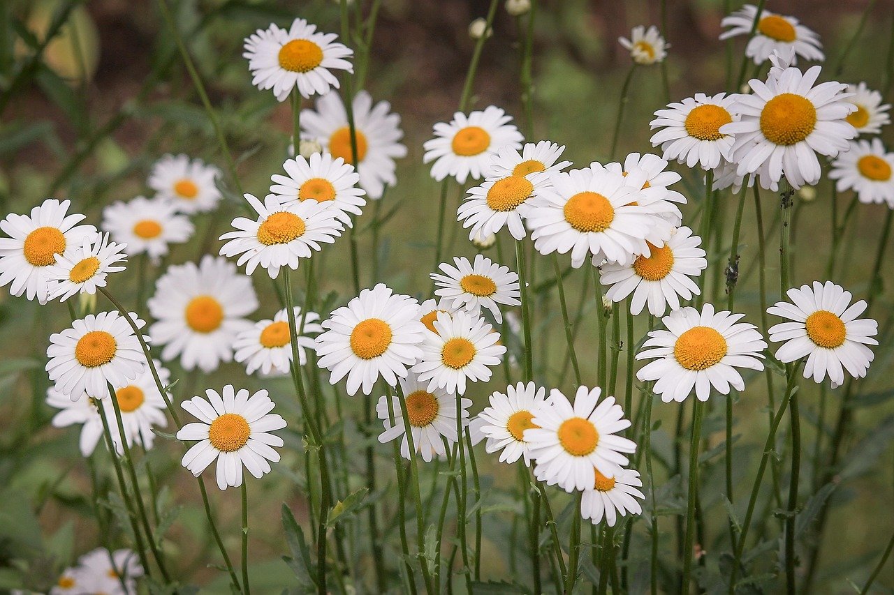 Além disso, é preciso ter um local banhado em luz solar, que exponha as sementes por ao menos 6 horas de sol direto por dia. O solo, por sua vez, deve apresentar um composto fértil, bem drenado e levemente ácido, com pH entre 6,0 e 6,8.