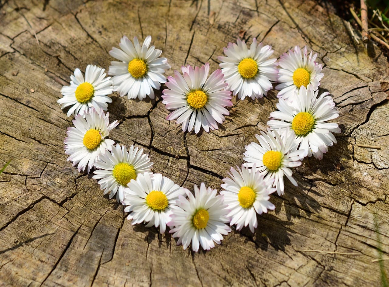 A mini margarida, também conhecida como margaridinha, é uma versão menor da clássica, perfeita para vasos e bordaduras em jardins. Com flores pequenas e delicadas, que trazem um charme especial e sutil ao jardim e local campestre.