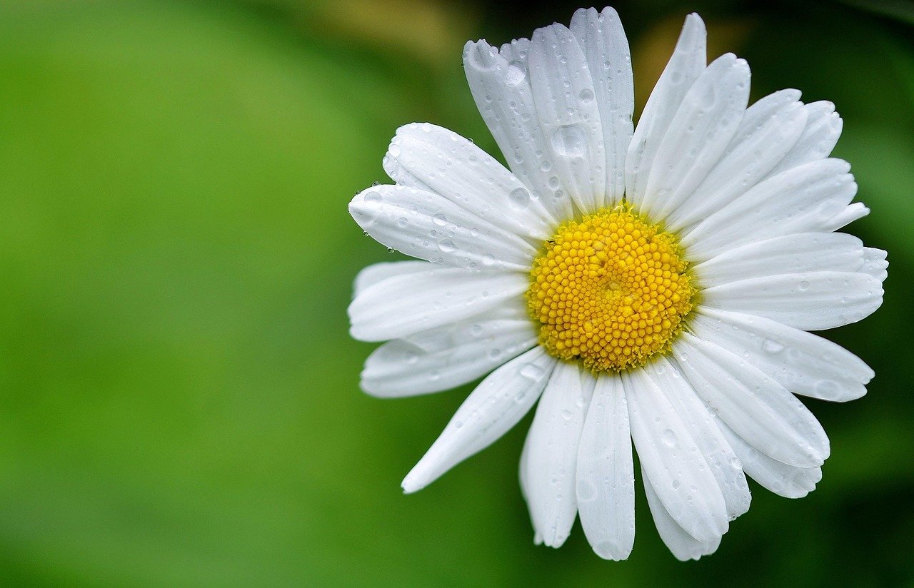 A preferÃªncia para o plantio Ã© durante primavera ou outono, atravÃ©s de sementes ou mudas adquiridas em viveiros. Assim, a germinaÃ§Ã£o das sementes, entÃ£o, pode levar algumas semanas, enquanto as mudas oferecem um crescimento mais rÃ¡pido.