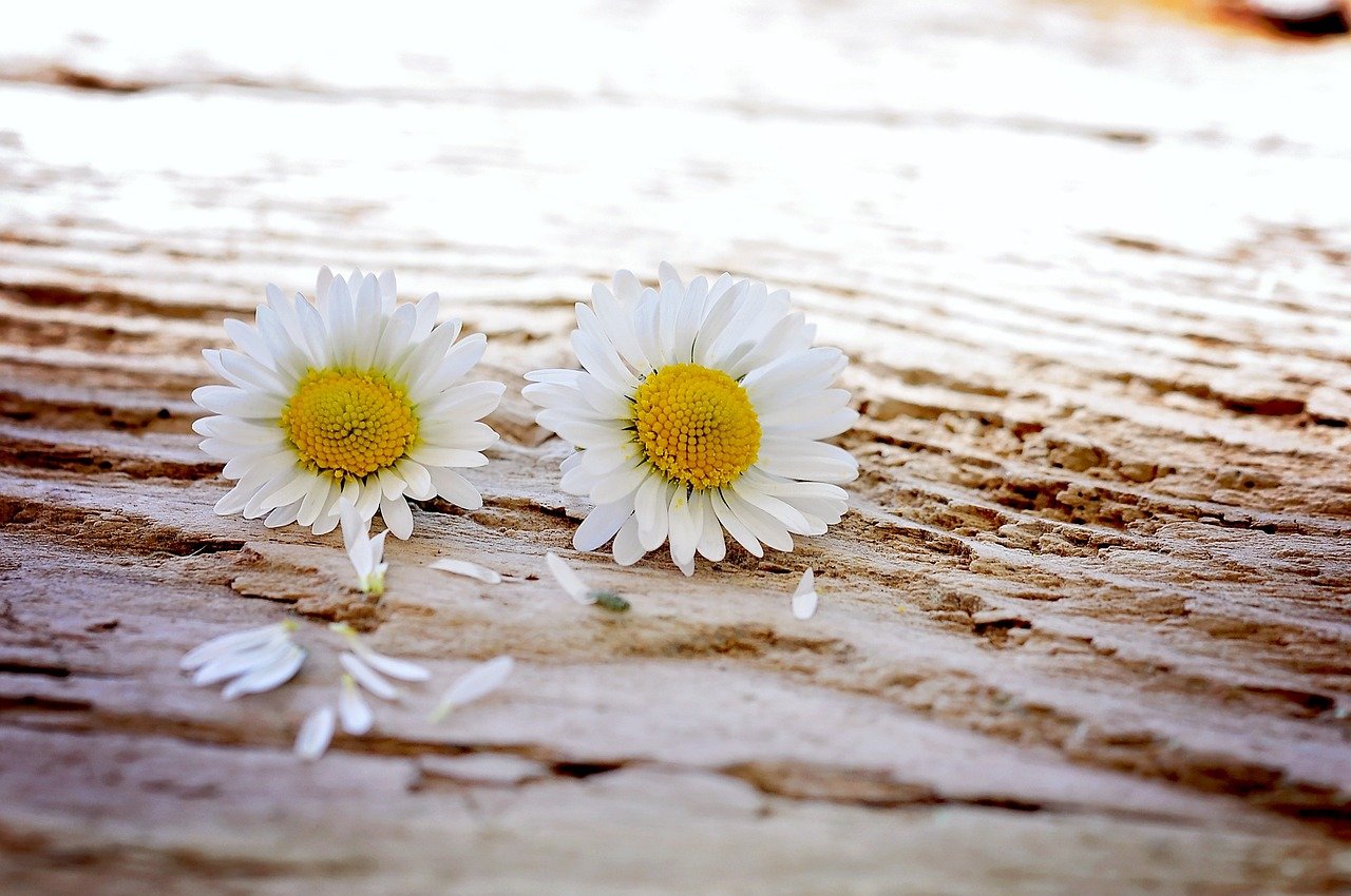 Essa é uma flor clássica, com características delicadas que remetem a simplicidade do campo. Símbolos de pureza, amor, bondade, inocência e alegria, elas iluminam qualquer jardim ou vaso com sua beleza simples e atemporal. 