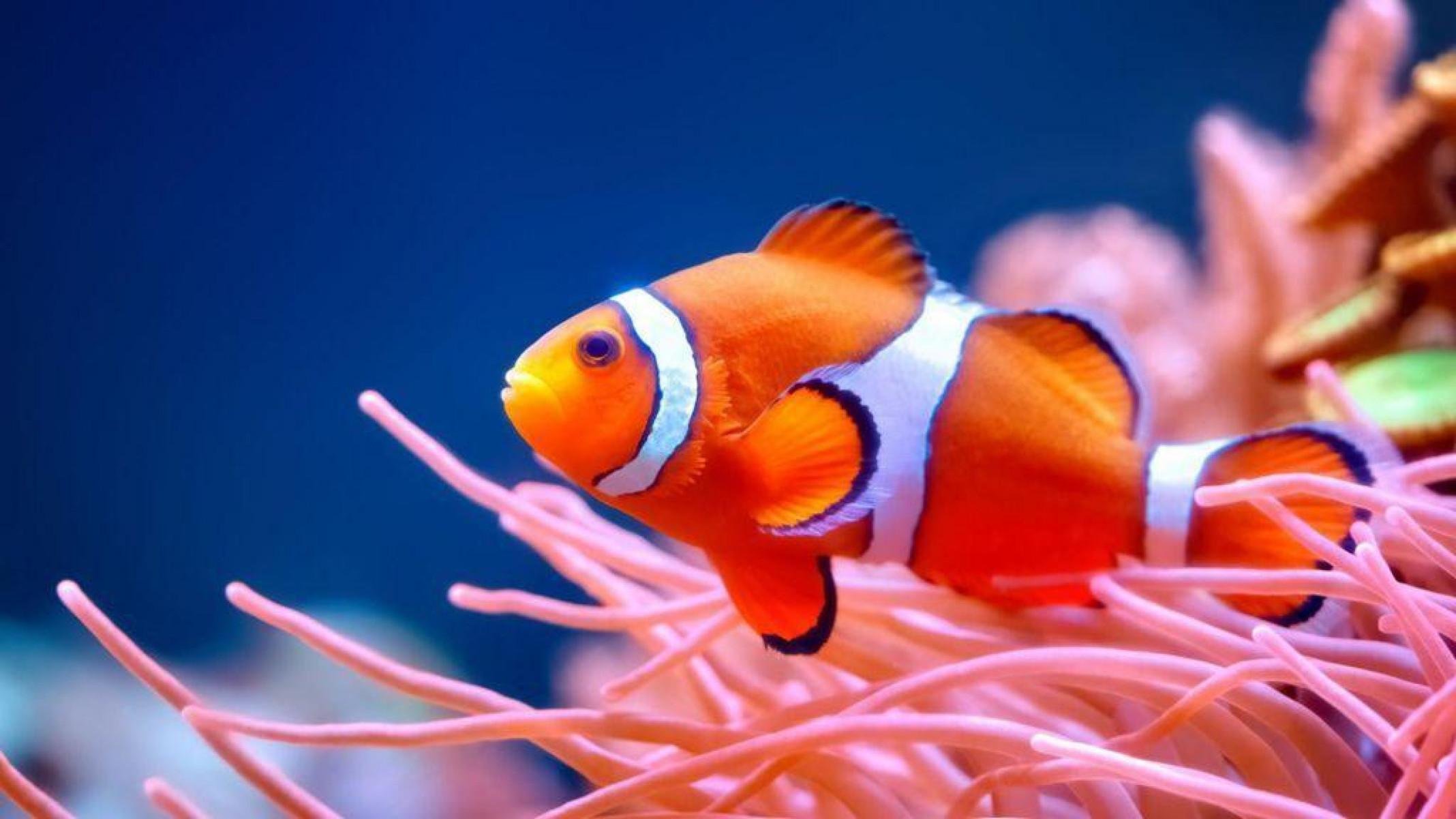 'Nemo encolhendo': peixes-palhaço menores emitem alerta sobre o calor dos oceanos