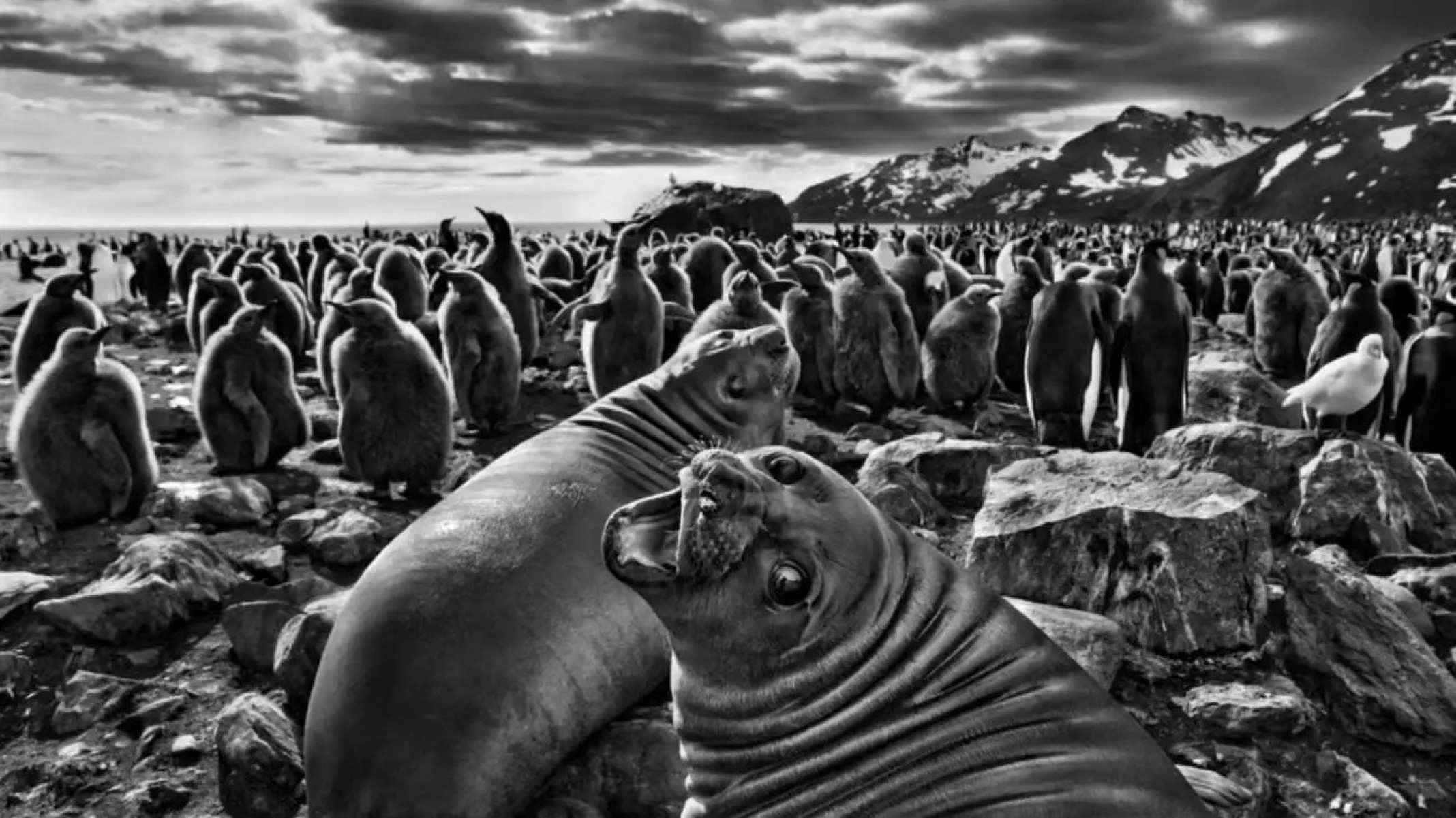 Filhotes de elefantes-marinhos-do-sul, na Baía de Saint Andrews, na Geórgia do Sul, entre a Argentina e a Antártica-Sebastião Salgado
