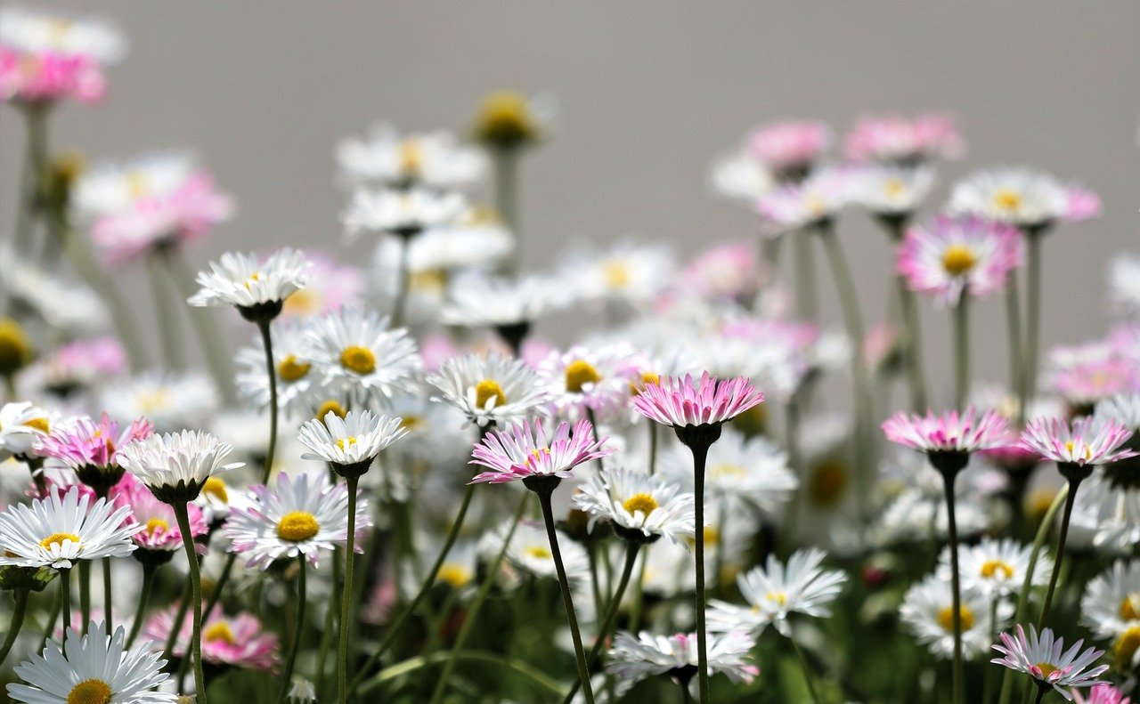 Elas também atraem muitos insetos polinizadores, como abelhas e borboletas, o que as torna um excelente plantio para jardins sustentáveis e para a preservação da biodiversidade.