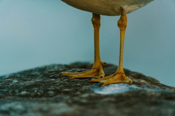 Muitas espécies têm patas palmadas, o que ajuda na habilidade de natação.