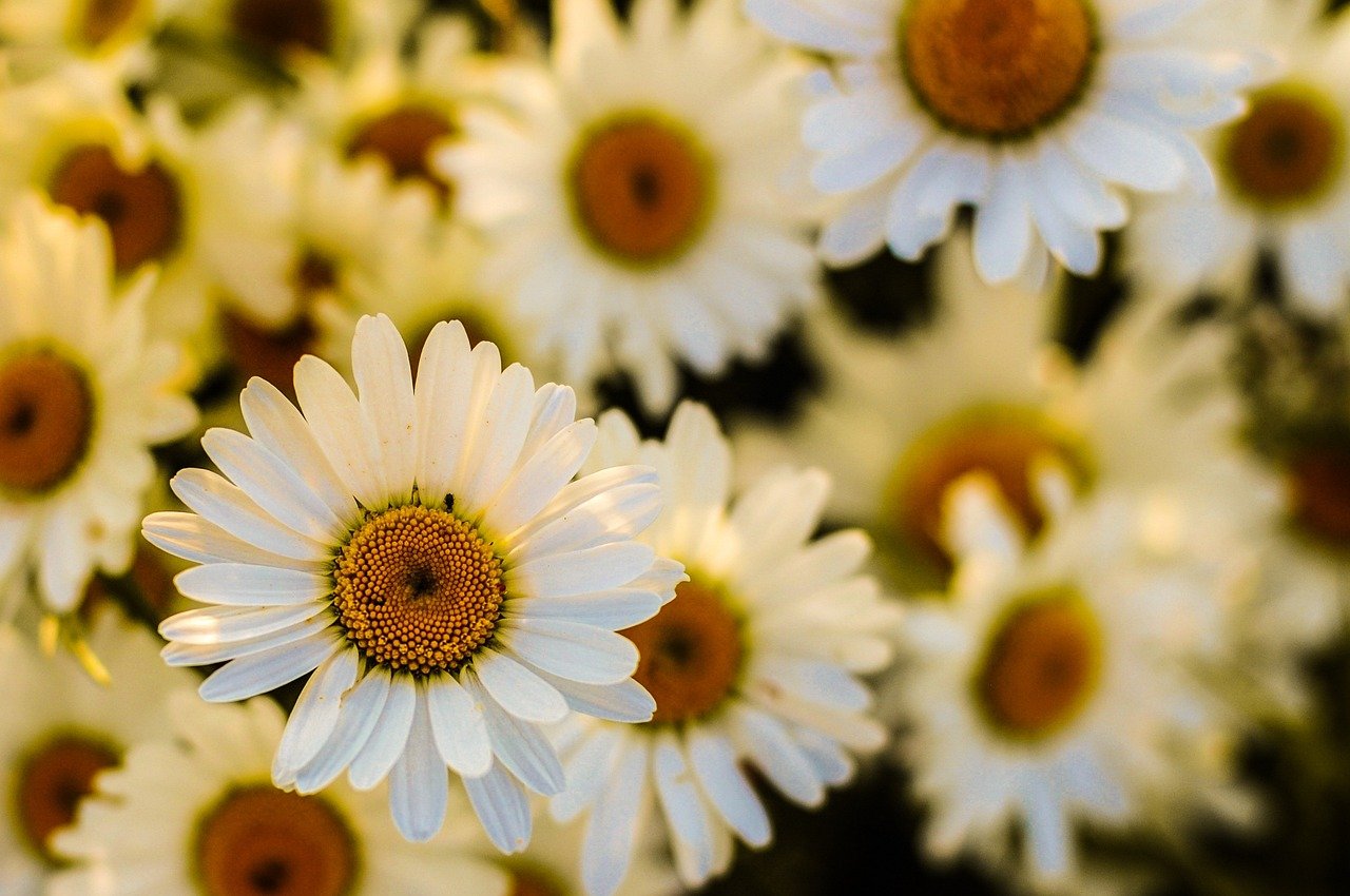 A rega das margaridas precisa ser feita regularmente durante os períodos secos, de preferência pela manhã. Na poda, deve-se ter cuidado para estimular a floração contínua e manter um visual bonito e harmonioso.