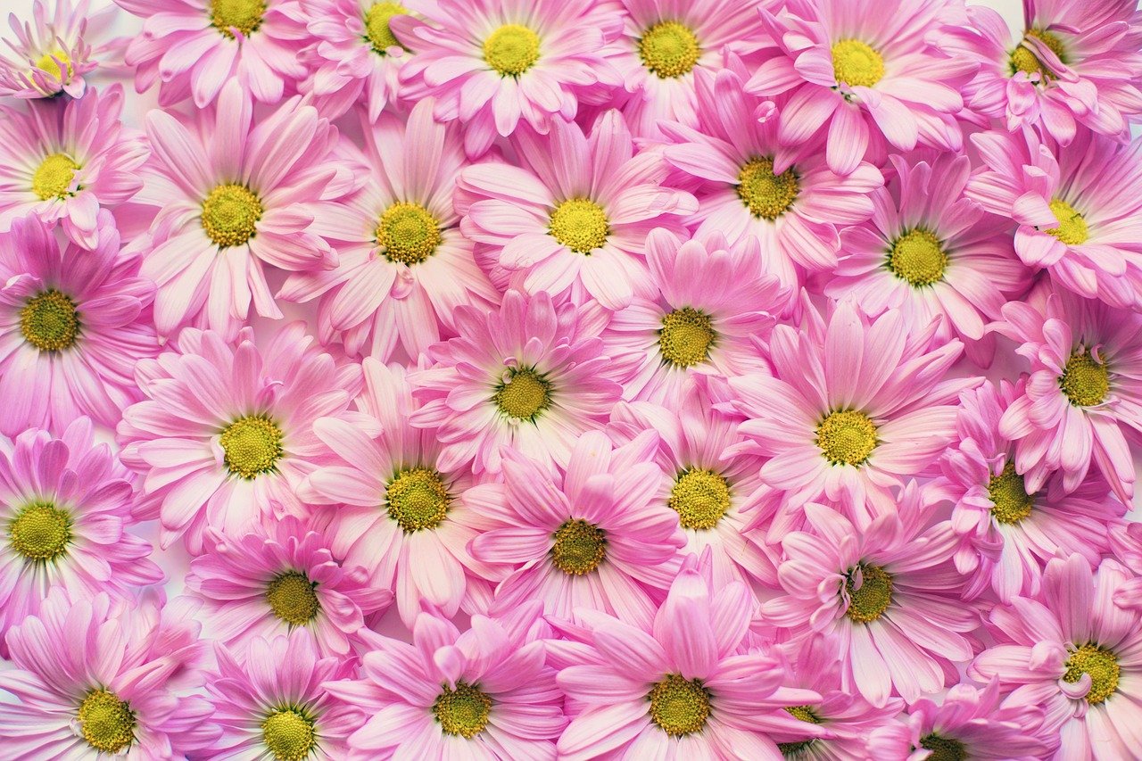 A margarida rosa é uma variação encantadora da flor tradicional, trazendo um tom suave e romântico para jardins e arranjos.