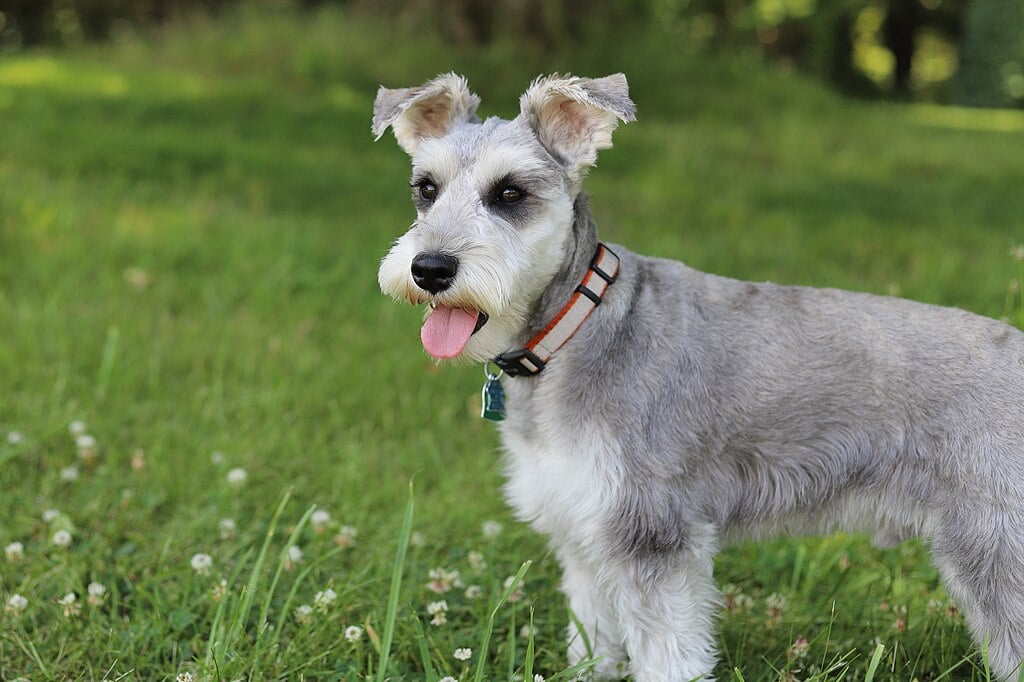 As margaridas são tóxicas para animais de estimação, pois contêm substâncias químicas que podem causar irritação gastrointestinal, erupções cutâneas, irritação da pele e salivação excessiva. 