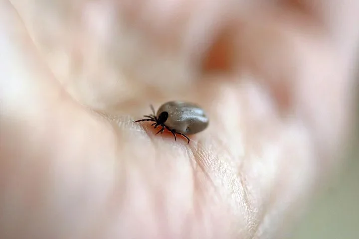 Depois, com uma pinça fina de ponta longa, segure o carrapato o mais próximo possível da pele do animal ou pessoa, agarrando-o pela cabeça.