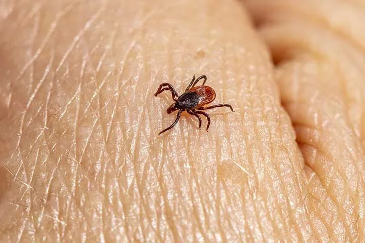 Já para remover os carrapatos da pele, deve-se use luvas de látex ou borracha para proteger as mãos antes de retirá-los.