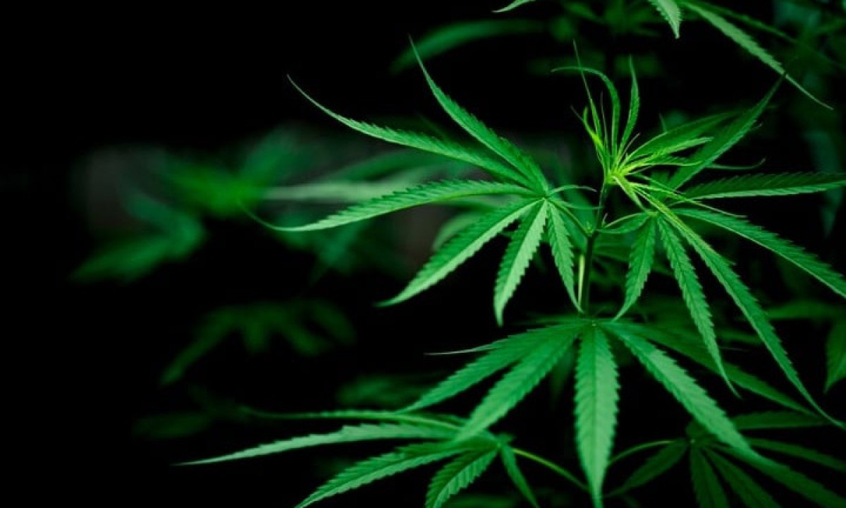 Homem é condenado por cultivar 46 pés de maconha em MG - freepik jcomp