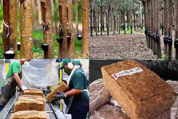 Nos últimos anos, o uso responsável da borracha natural cresceu, com foco na preservação ambiental e melhores condições de trabalho para seringueiros. Métodos alternativos de produção buscam reduzir impactos ambientais.
