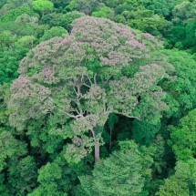 Pesquisa identifica espécie de árvore que se favorece de raios - Divulgação/Evan Gora/Instituto Cary de Estudos do Ecossistema