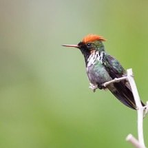 ‘Topetinho vermelho’ é beija-flor endêmico no Brasil - Diogoluiz wikimedia commons 