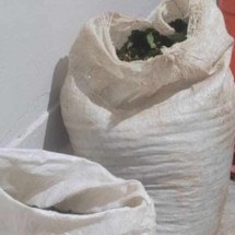 MG: furto de café em fazenda mobiliza a Polícia Militar - Reprodução/PMMG