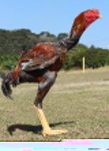 Aves gigantes botam ovos de R$ 1 mil a dúzia ; veja a espécie - Divulgação