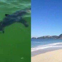 Governo do Rio emite alerta para banhistas sobre tubarões no mar - Reprodução/Redes sociais