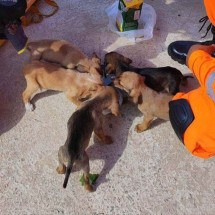 Filhotes de cachorros são resgatados em córrego da Grande BH - Reprodução/CBMMG
