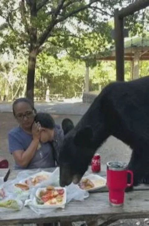 Isso é que é sangue frio: urso-negro invade piquenique e mulher com criança se faz de estátua - Reprodução TV Globo