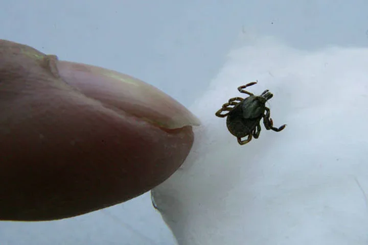 NÃ£o torÃ§a ou vire o carrapato, pois isso pode fazer com que sua boca fique presa na pele. Com movimentos suaves e firmes, puxe-o para fora.