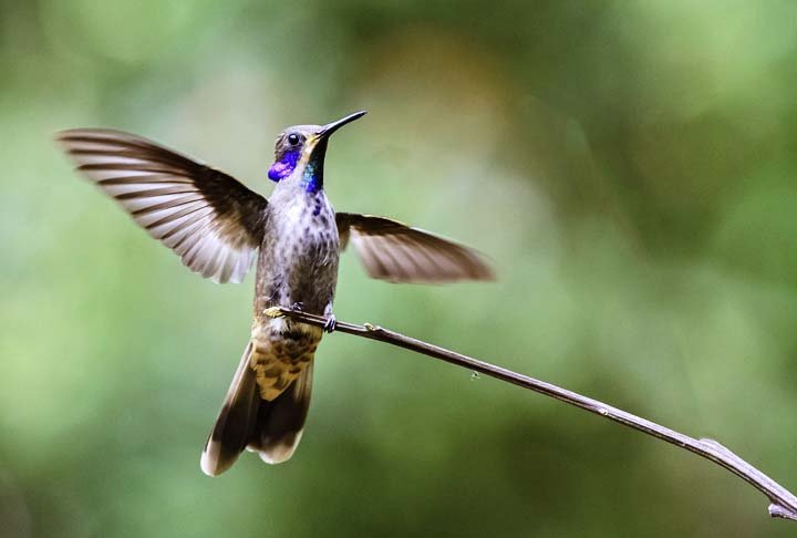O coração de um beija-flor bate de 500 a 700 vezes por minuto quando está descansando, mas quando está ativo, pode bater até 1.200 vezes por minuto.