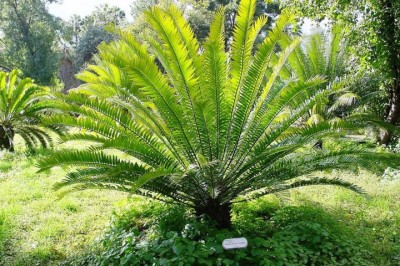 Uma planta que está à beira da extinção recebeu o título de "mais solitária do mundo" . E o motivo é curioso: só restam machos da sua espécie. Conheça mais sobre ela! -  (crédito: wikimedia commons)