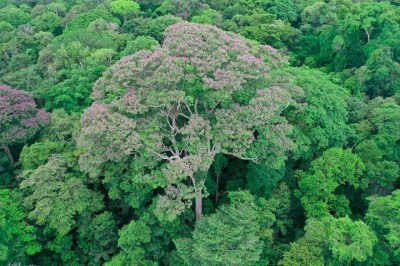 Um estudo publicado na revista New Phytologist revelou que algumas árvores tropicais, especialmente a Dipteryx oleifera, não apenas sobrevivem a raios como também "tiram proveito" deles. -  (crédito: Divulgação/Evan Gora/Instituto Cary de Estudos do Ecossistema)