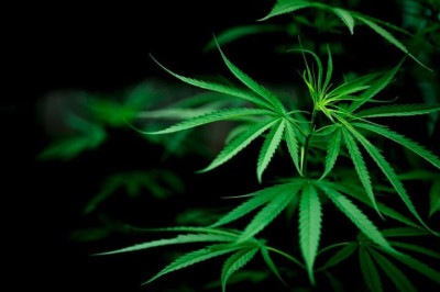 Em algumas espécies, como a maconha, o gênero da planta é importante para determinar seu uso final. As fêmeas produzem flores que contêm THC, o principal composto psicoativo da cannabis, enquanto as plantas machos têm flores que não contêm THC. -  (crédito: freepik jcomp)
