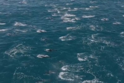 Evan Brodsky, um capitão de barco da Califórnia, fez um registro raro de um conjunto de mais de dois mil golfinhos na costa da Baía de Monterey, no estado americano. O impactante da cena é que a espécie golfinho-baleia-franca-do-norte costuma ser vista em águas mais profundas, distantes da costa. A informação é da agência de notícias AP.

 -  (crédito: Evan Brodsky/Divulgação)