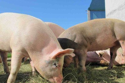 Gerar energia para uma cidade a partir do estrume de animais é possível? Um município do Paraná, no sul do Brasil, está mostrando que é. -  (crédito: Pixabay)